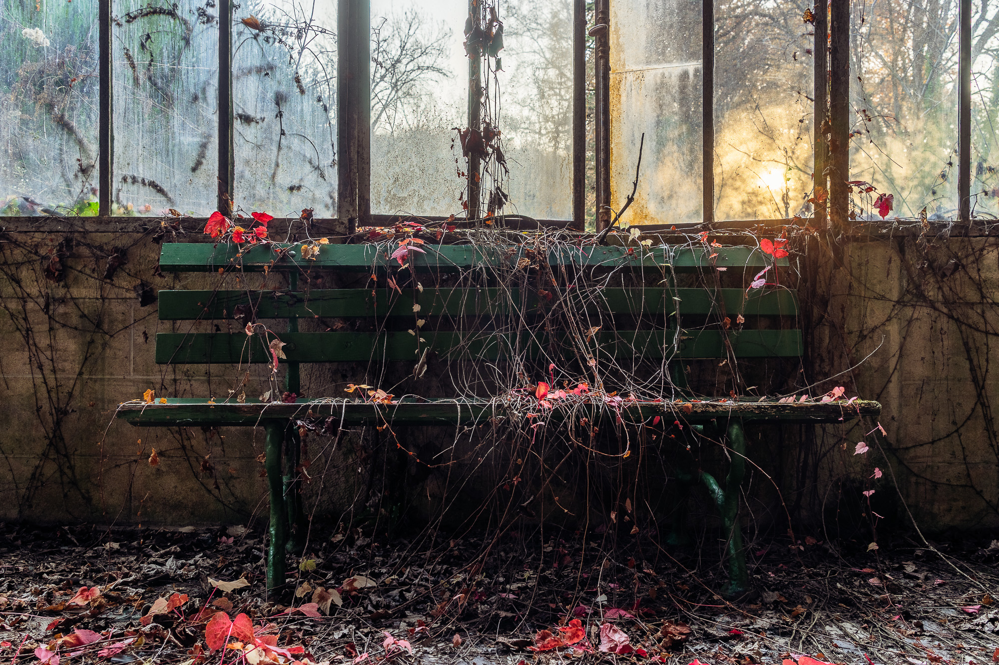 Banc vert envahi de lianes et feuilles mortes dans une serre abandonnée, lumière dorée en contre-jour — photographie Fine Art urbex Nicolas Pluquet Pikimo